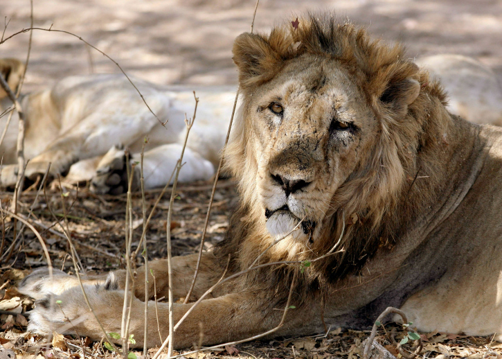 More than eight lions dead in Gir sanctuary in Gujarat