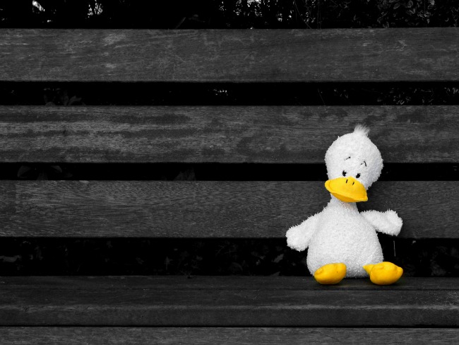 Lonely duck