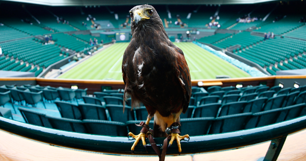 Rufus is a Harris Hawk who keeps the pigeons away in Wimbledon.