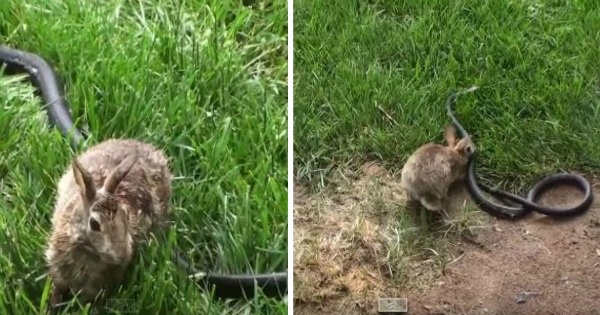 Rabbit mom beatts the shit out of snake