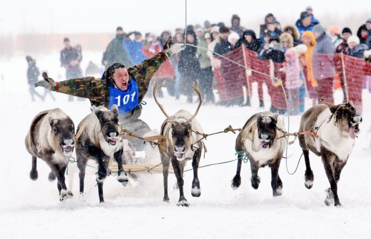 Reindeer race
