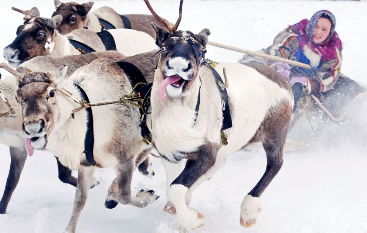 Reindeer race
