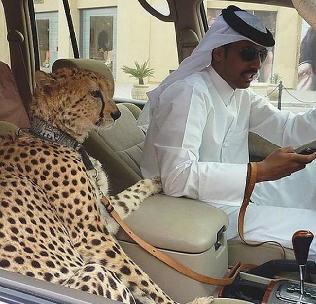 15 Pictures That Show Arabs Are Winning A