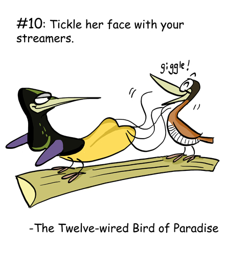 The twelve-wired bird of paradise
