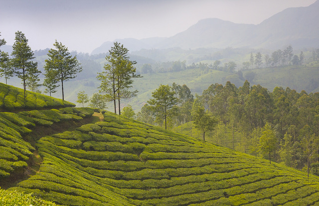 tea plantations 