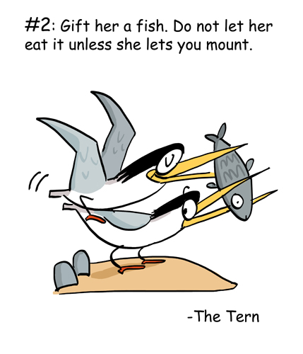 The Tern 