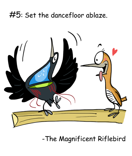 The Magnificent Riflebird