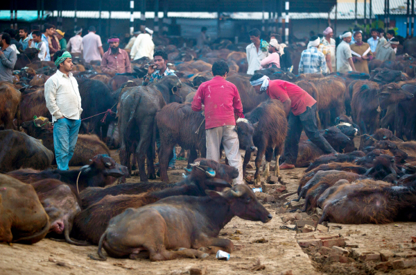buffalo sales india slaughter