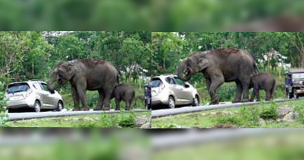 elephant selfie fail