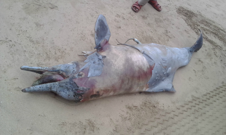 dead dolphin mumbai beach