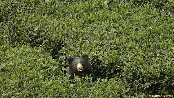 sloth bear valparai tea estate