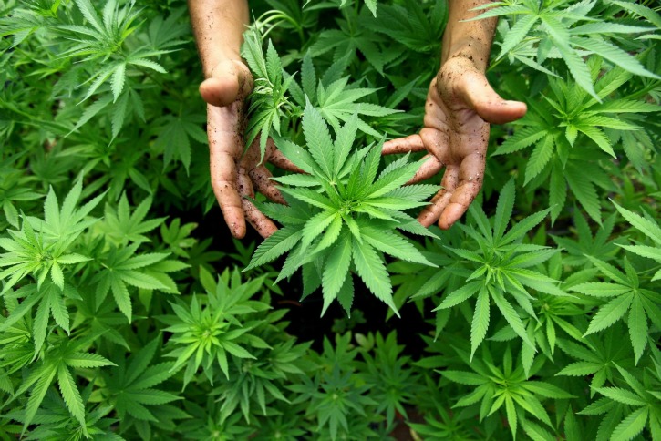 Uttarakhand To Become First Indian State To Legalise Cannabis Cultivation