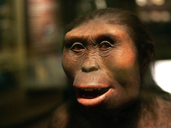 Lucy the Australopithecus