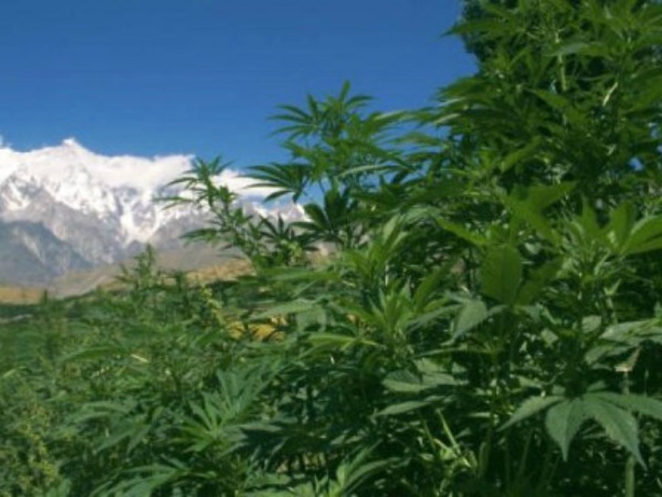 Uttarakhand To Become First Indian State To Legalise Cannabis Cultivation