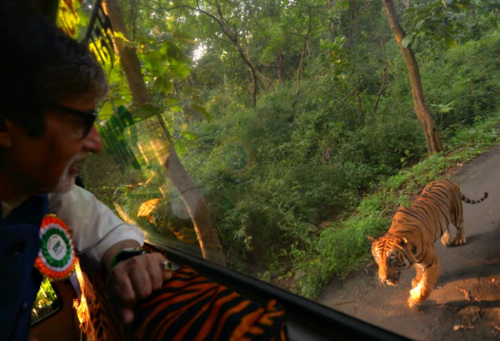 Amitabh Bachchan-Tiger