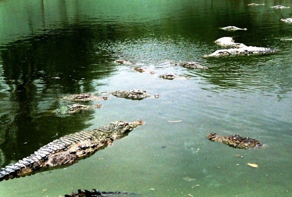 crocodile shrine pakistan