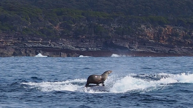 Worth A Ride! While A Seal Takes His Whale For A Spin, A Weasel Hitchhikes On A Woodpecker