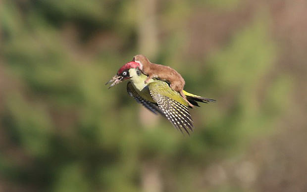 Worth A Ride! While A Seal Takes His Whale For A Spin, A Weasel Hitchhikes On A Woodpecker