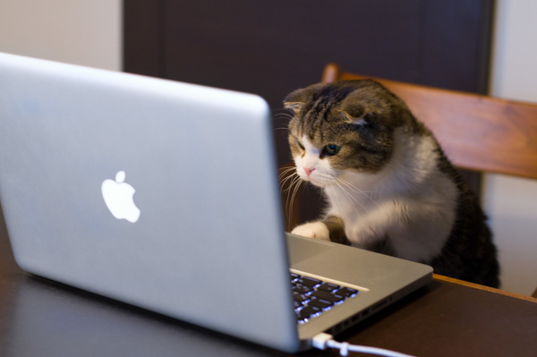 cat on laptop