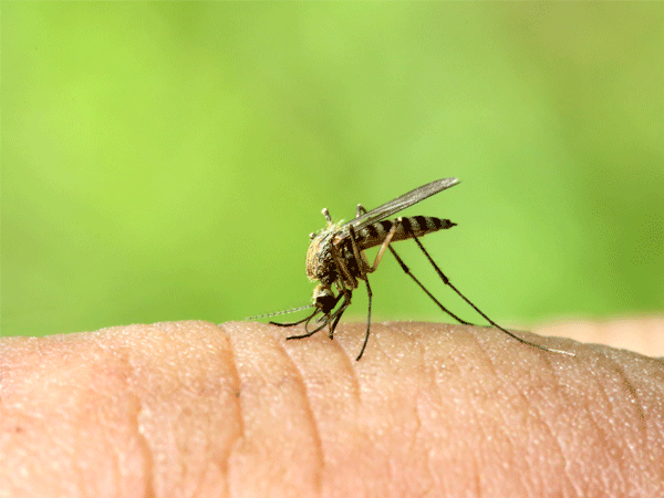 Dengue Mosquitoes Can Bite In The Night If The Lights Are On  