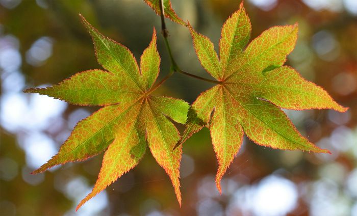 American student suspended for carrying a leaf to school