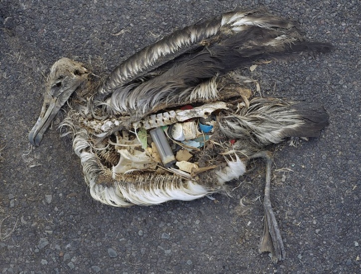 Sea Birds, Pollution