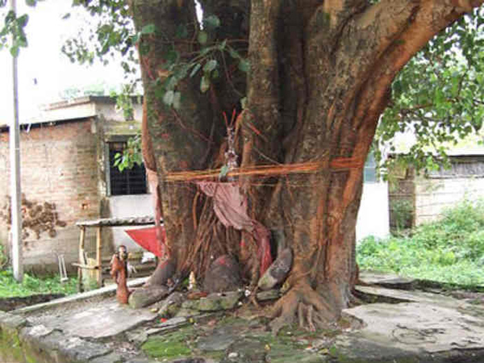 This Holy Tree In Ayodhya Revered By Hindus Is Nurtured By Muslims