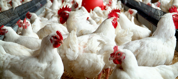 Chickens Antibiotic Resistance