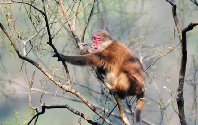 White Cheeked Macaque