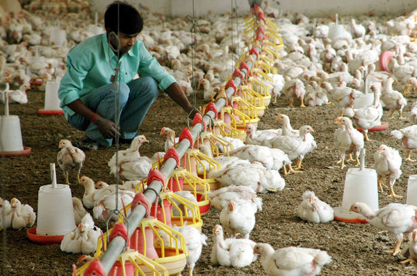 Chickens Antibiotic Resistance
