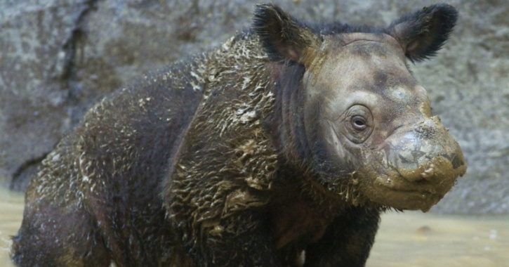 Baby Sumatran rhino in US zoo