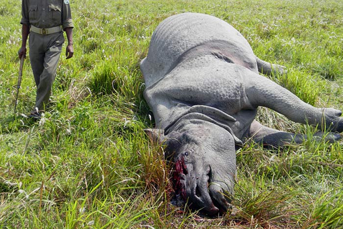 Kaziranga Rhino Killed During Royal Couple Tour