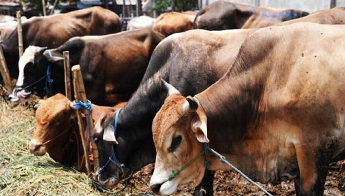 Beef Ban Might Have Saved Them From Slaughter Houses, But Cattle In Drought Hit Maharashtra Are Dying Of Hunger 