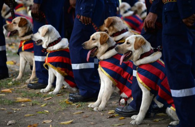 Delhi police dog squad