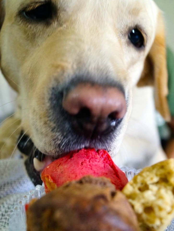 Delhi's First Dog Cafe Is Already A HeartMelting Affair Ahead Of Its