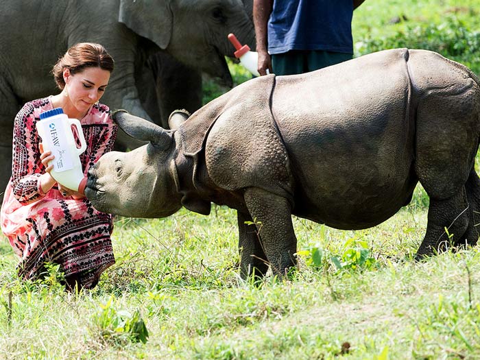 Kaziranga rhino killed during royal couple tour