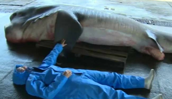 Rare Megamouth Shark 'Accidentally' Caught In Japan By Fisherman Using ...