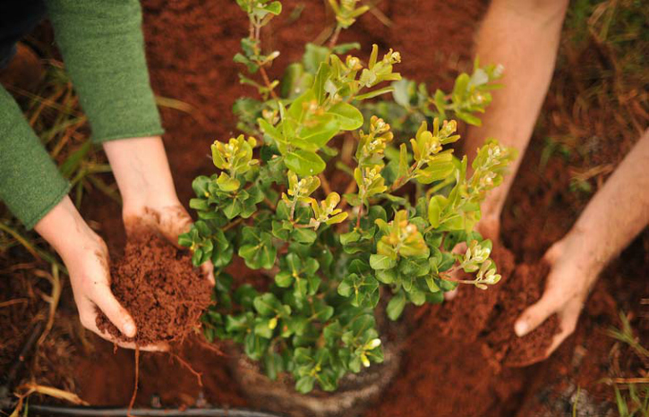 priyanka bhadoriya lets plant trees 