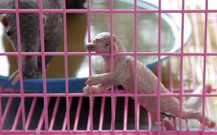 XX Pictures Of Smuggled Animals Will Make A Silent Tear Roll Down Your Eye