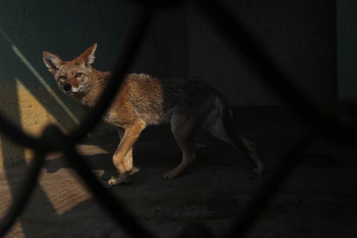 XX Pictures Of Smuggled Animals Will Make A Silent Tear Roll Down Your Eye