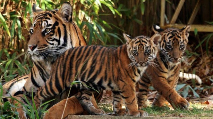 Royal Tiger family