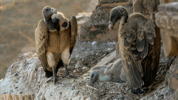 Indian Vultures