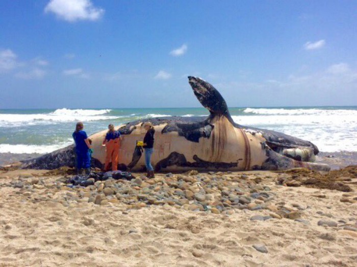 Dead whale, California