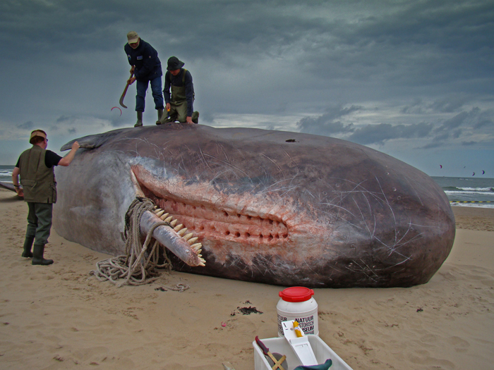 Sperm Whales Found On Germany Beaches Had Stomachs Full of Car Parts and Plastics
