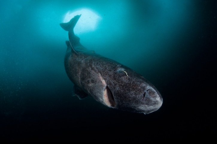 Greenland Sharks