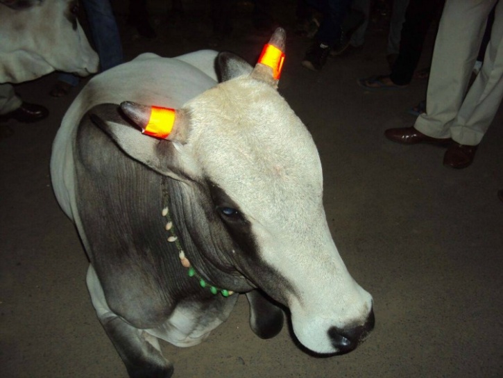 Indore cows