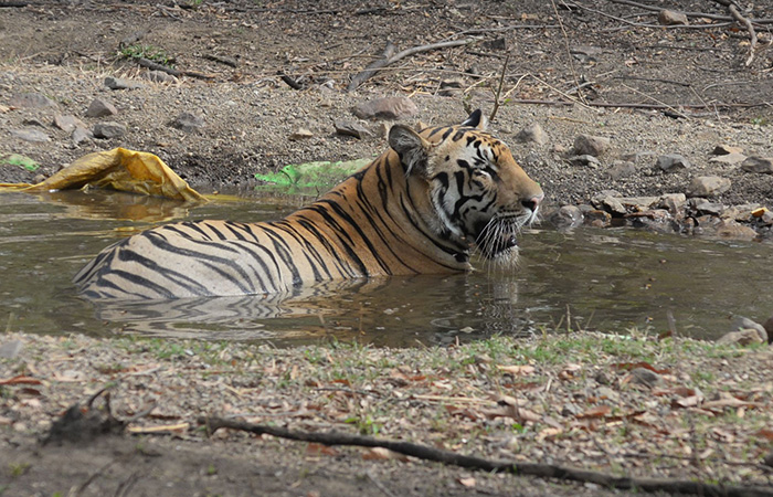 Tiger Jai