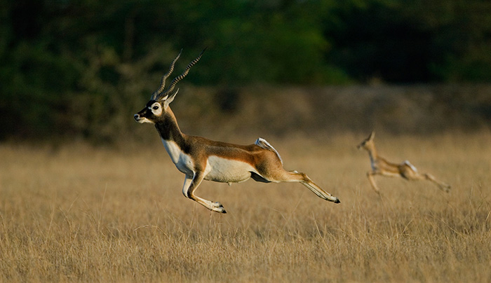 25 Blackbucks Tragically Die In Telangana After Reportedly Eating ...