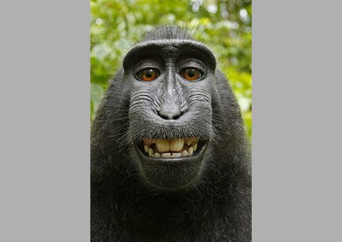 Naruto, a famous monkey known for taking a selfie