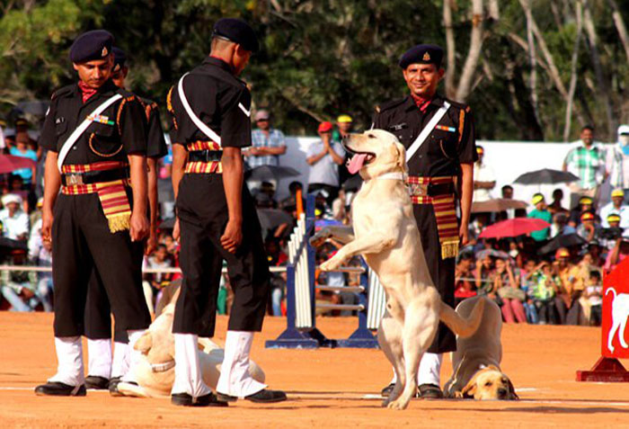 Valiant dog Mansi, handler awarded for fighting militancy